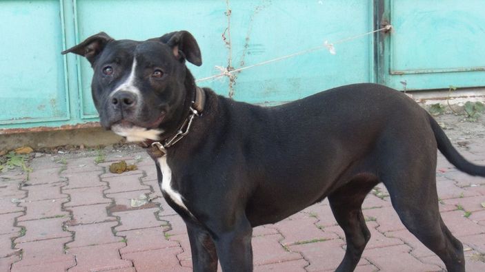 Esnaf, sokağa bırakılan pitbullu yakalayıp, polise teslim etti -1