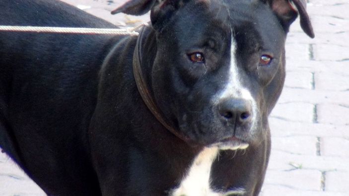 Esnaf, sokağa bırakılan pitbullu yakalayıp, polise teslim etti -2