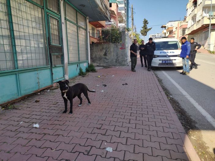 d Esnaf, sokağa bırakılan pitbullu yakalayıp, polise teslim etti -8