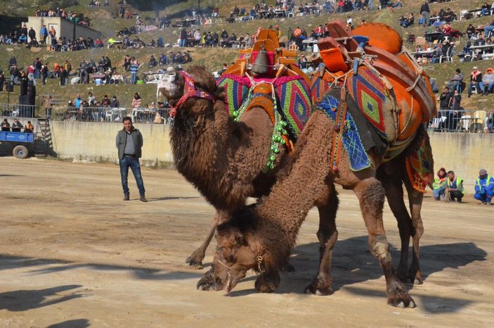 Deve güreşi festivali renkli görüntülere sahne oldu -1