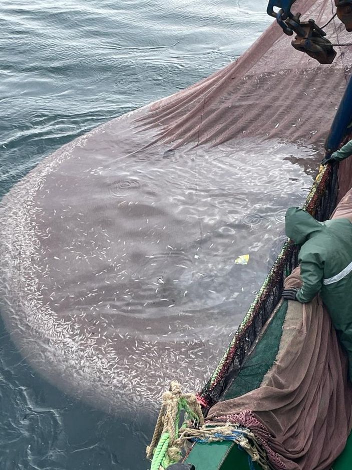 Yasal boyda olmayan 5 tona yakın istavriti denize geri bıraktı  -1