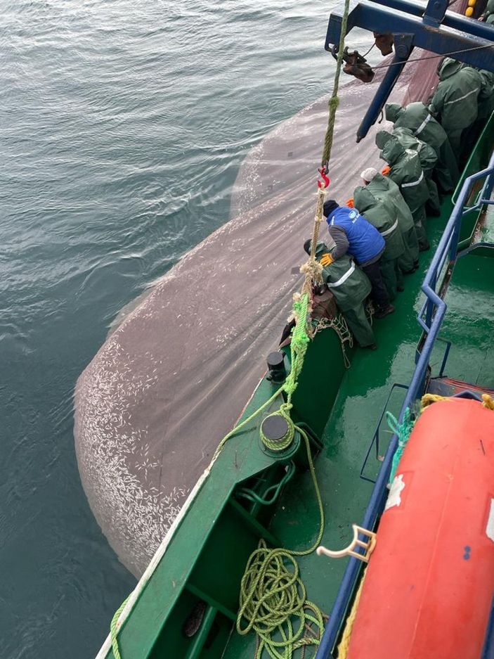 Yasal boyda olmayan 5 tona yakın istavriti denize geri bıraktı  -2