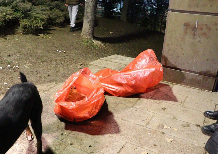 Ankara'da ölü bulunan 8 köpekte zehirlenme şüphesi -5