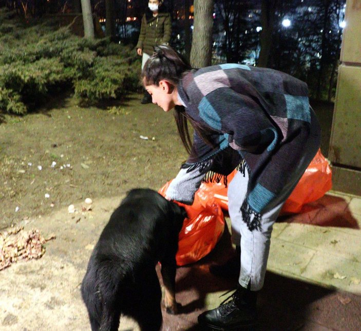 Ankara'da ölü bulunan 8 köpekte zehirlenme şüphesi -3
