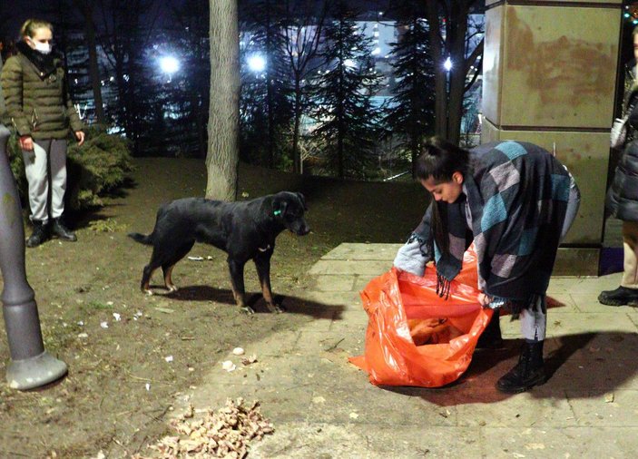 Ankara'da ölü bulunan 8 köpekte zehirlenme şüphesi -2