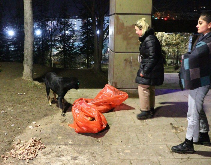 Ankara'da ölü bulunan 8 köpekte zehirlenme şüphesi -1