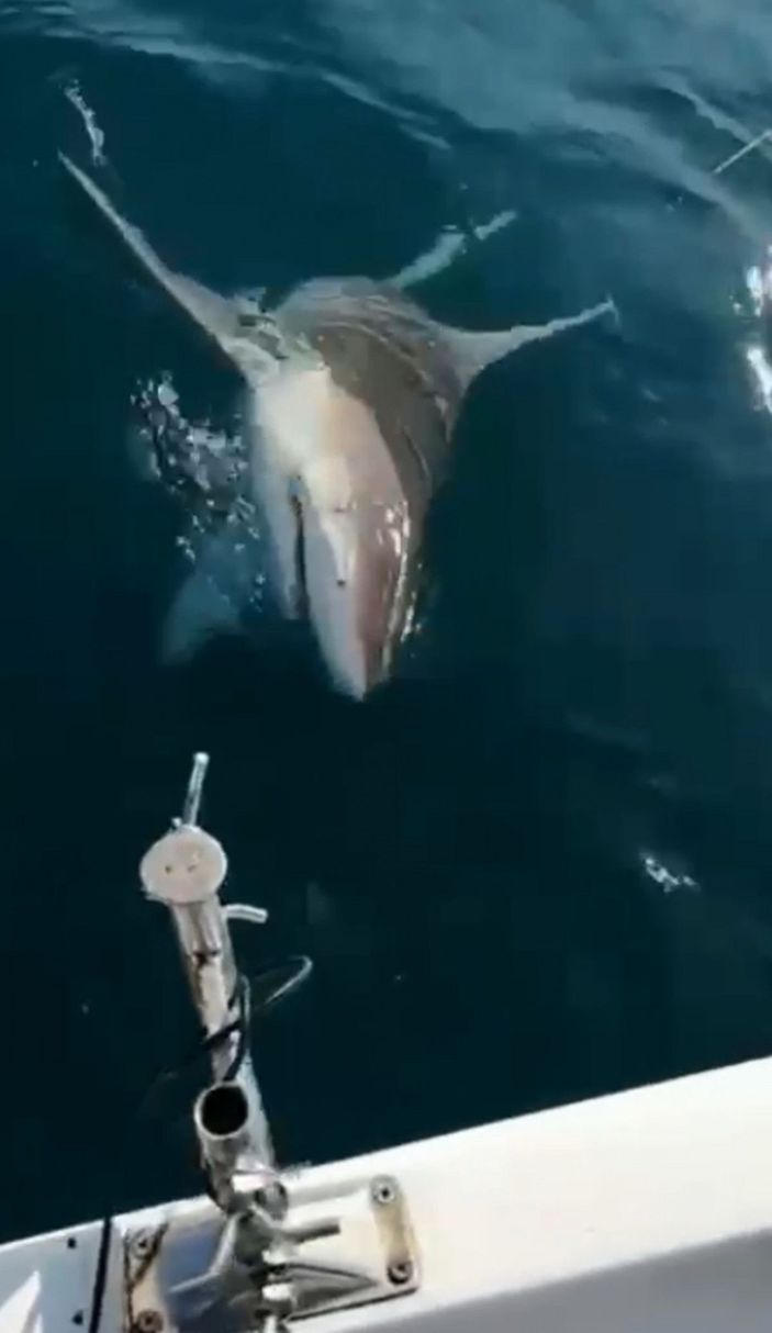 d Antalya'da oltaya takılan dev köpek balığı kamerada -1