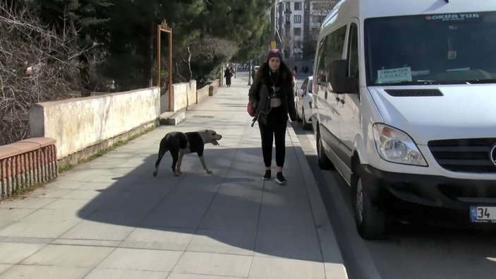Ataşehir'de pitbull paniği -1