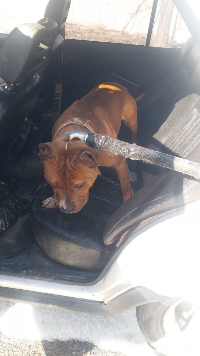 Mahalleli Pitbull beslediğini ihbar etti, 14 bin 982 TL ceza kesildi  -1