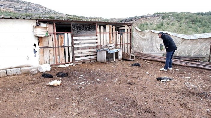 d Mersin'de 6 kuzu ile 9 tavuk, köpeklerin saldırısında öldü -2