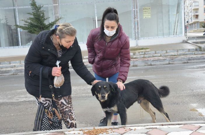 'Uçan tekme'li köpek besleme kavgası -1