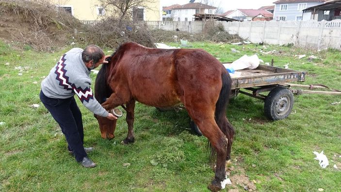 Atı yorulunca arabayı kendisi çekti -7