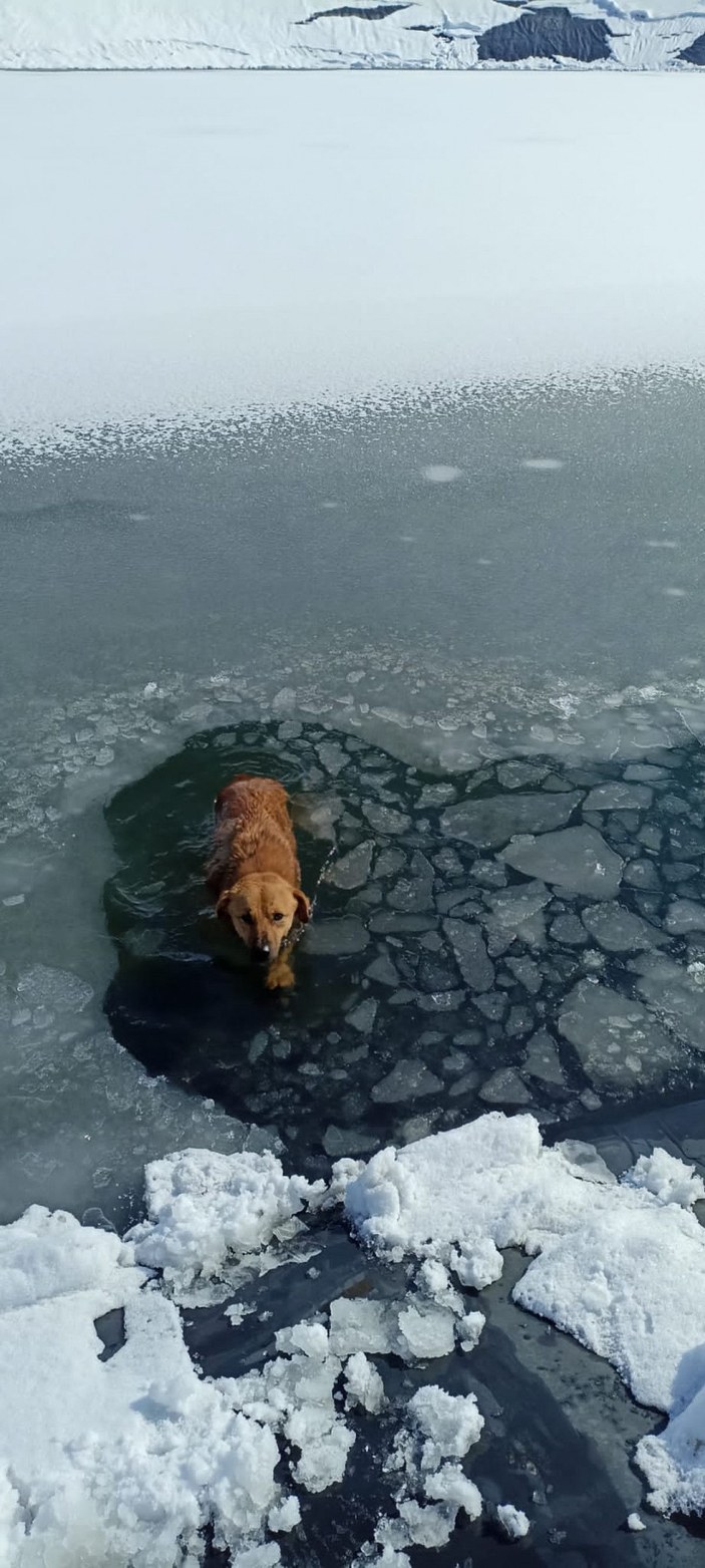 Buz kırılınca gölete düşen köpek, donmak üzereyken kurtarıldı -9