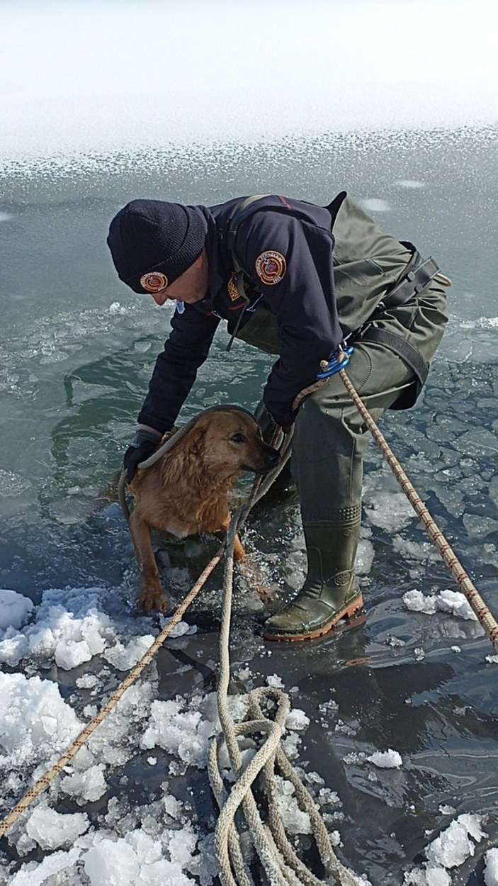 Buz kırılınca gölete düşen köpek, donmak üzereyken kurtarıldı -4