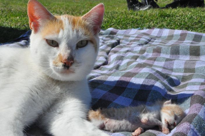 Kedi, ölen yavrusunu kilimin üzerine taşıyıp, yaladı -5