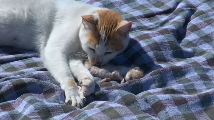 Kedi, ölen yavrusunu kilimin üzerine taşıyıp, yaladı -3