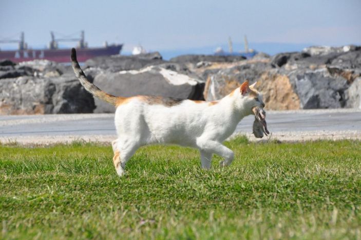 Kedi, ölen yavrusunu kilimin üzerine taşıyıp, yaladı -6