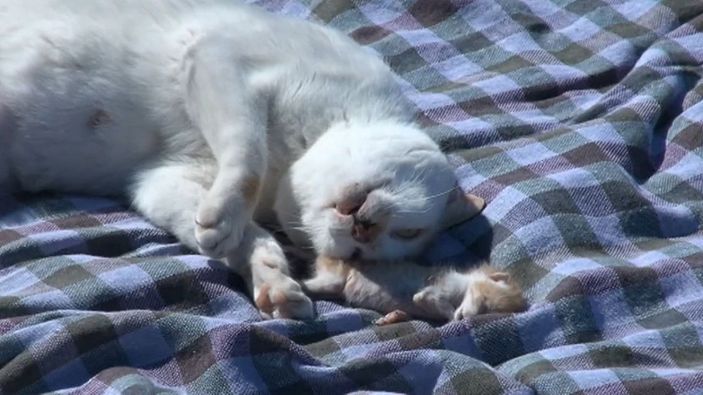 Kedi, ölen yavrusunu kilimin üzerine taşıyıp, yaladı -1