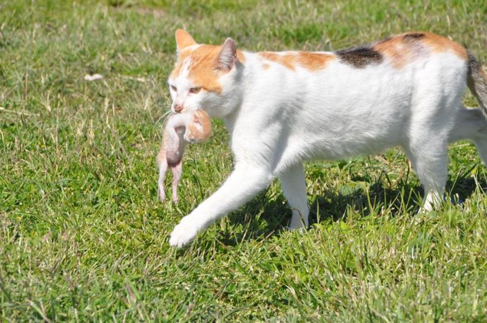 Kedi, ölen yavrusunu kilimin üzerine taşıyıp, yaladı -4