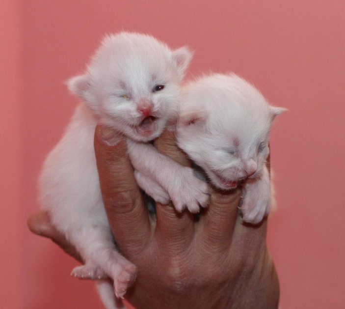 Van kedileri, yılın ilk yavrularını dünyaya getirdi -1