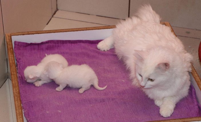 Van kedileri, yılın ilk yavrularını dünyaya getirdi -9