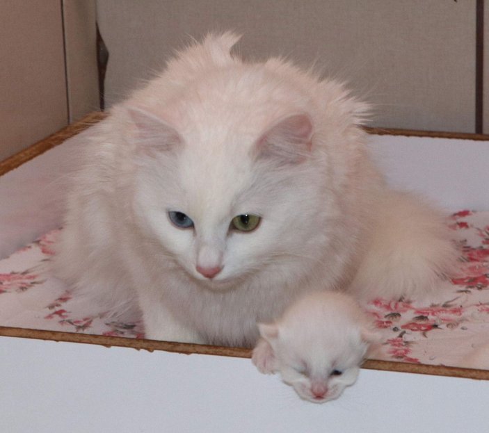 Van kedileri, yılın ilk yavrularını dünyaya getirdi -7
