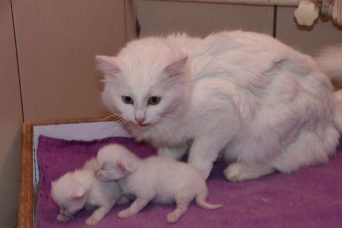 Van kedileri, yılın ilk yavrularını dünyaya getirdi -3