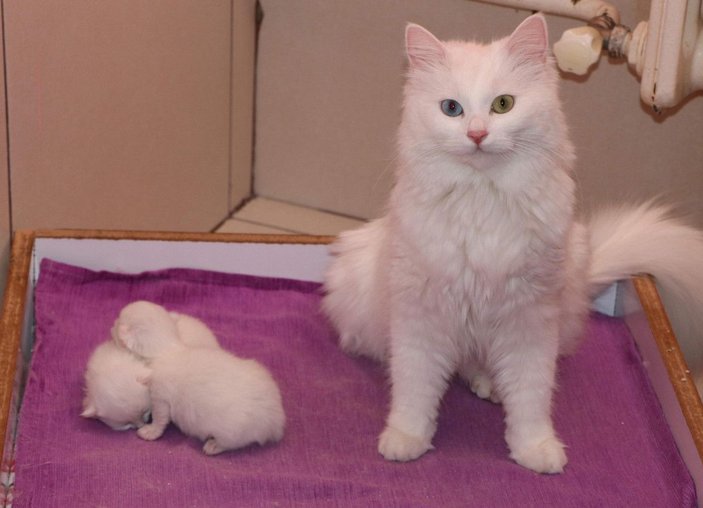 Van kedileri, yılın ilk yavrularını dünyaya getirdi -5