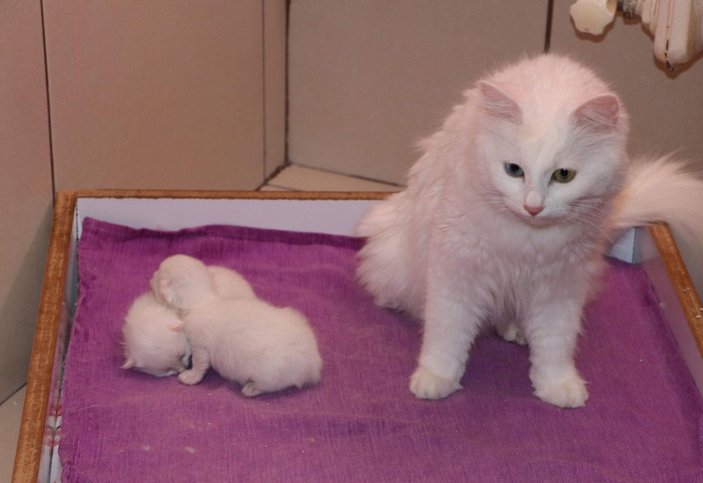 Van kedileri, yılın ilk yavrularını dünyaya getirdi -6