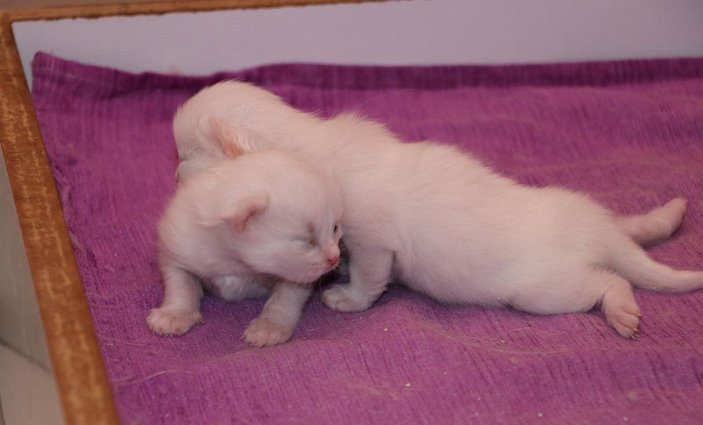 Van kedileri, yılın ilk yavrularını dünyaya getirdi -2