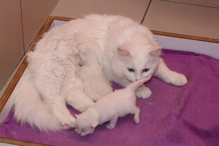 Van kedileri, yılın ilk yavrularını dünyaya getirdi -10