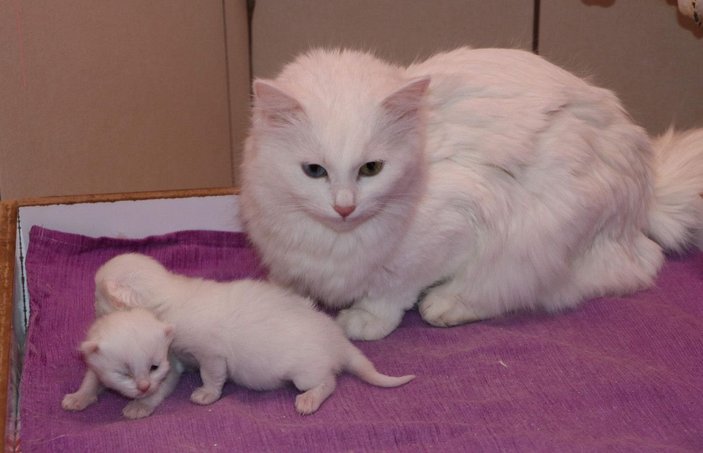 Van kedileri, yılın ilk yavrularını dünyaya getirdi -4