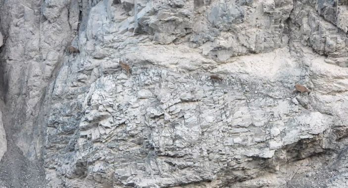 Artvin’de yer çekimine meydan okuyan dağ keçileri görüntülendi -2