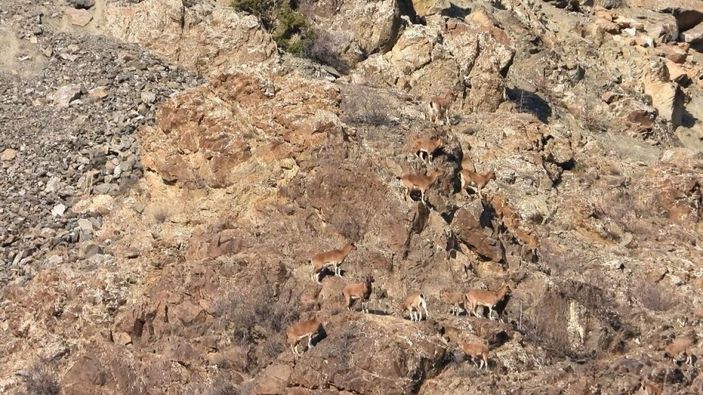 Artvin’de yer çekimine meydan okuyan dağ keçileri görüntülendi -7