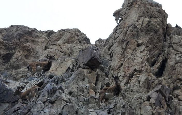 Artvin’de yer çekimine meydan okuyan dağ keçileri görüntülendi -6