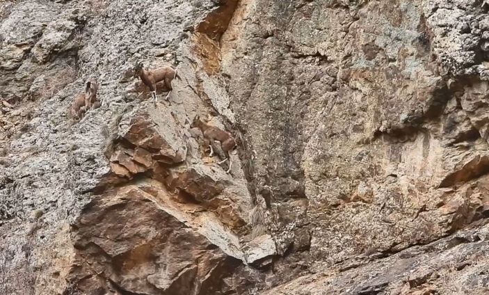 Artvin’de yer çekimine meydan okuyan dağ keçileri görüntülendi -1