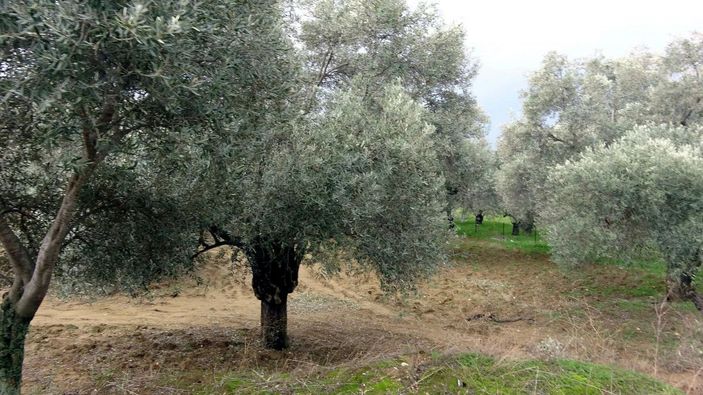 Zeytin toplamaya gitti, 15 aydır kayıp -4