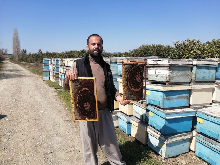 Adana'da 500 kovan arı öldü, inceleme başlatıldı -1