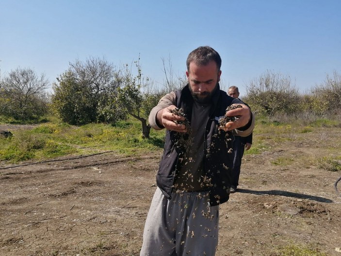 Adana'da 500 kovan arı öldü, inceleme başlatıldı -6