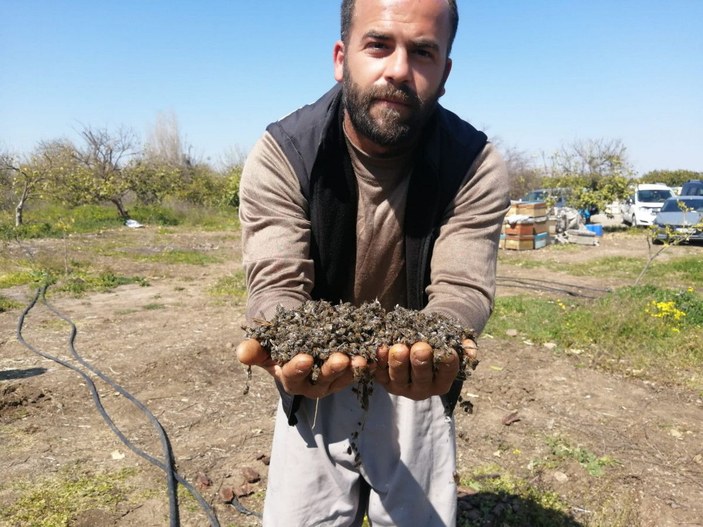 Adana'da 500 kovan arı öldü, inceleme başlatıldı -7