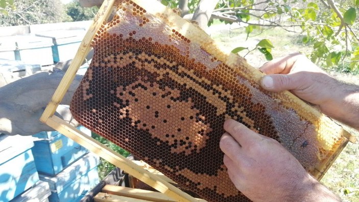 Adana'da 500 kovan arı öldü, inceleme başlatıldı -5
