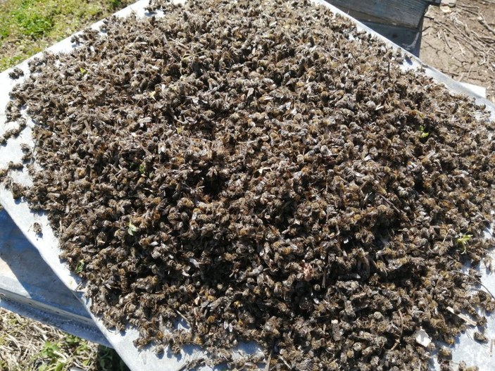 Adana'da 500 kovan arı öldü, inceleme başlatıldı -4