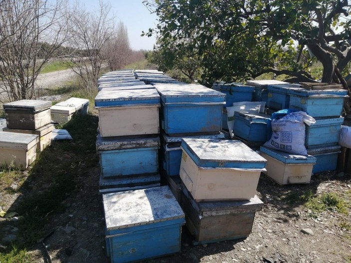 Adana'da 500 kovan arı öldü, inceleme başlatıldı -2