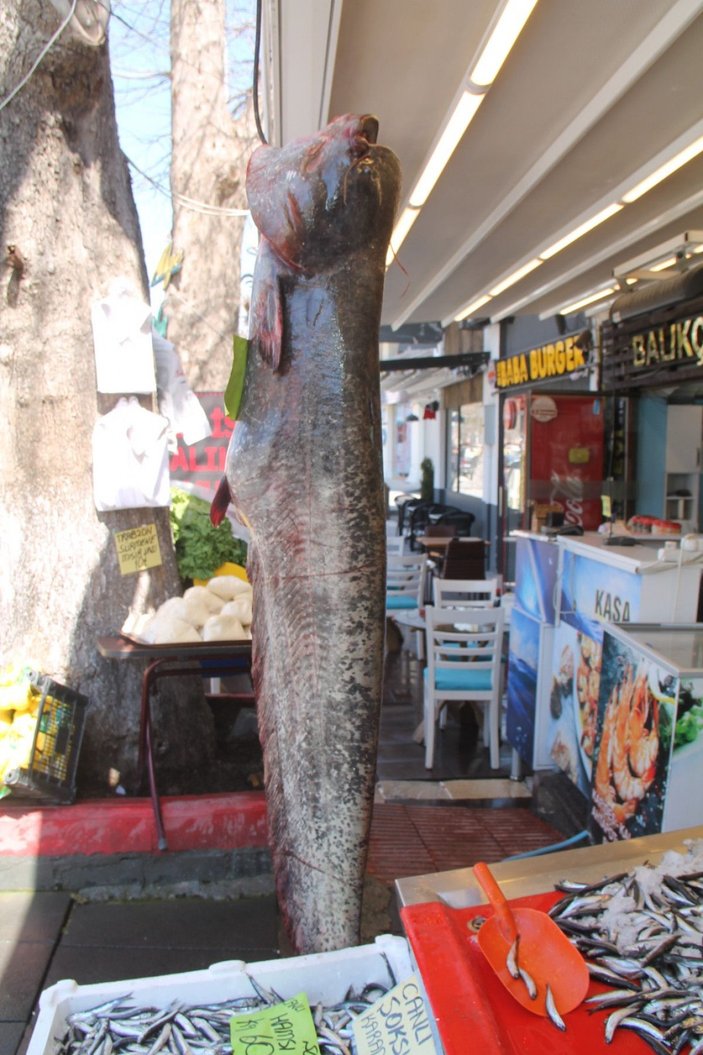 Balıkçının ağına, 40 kiloluk yayın balığı takıldı -3