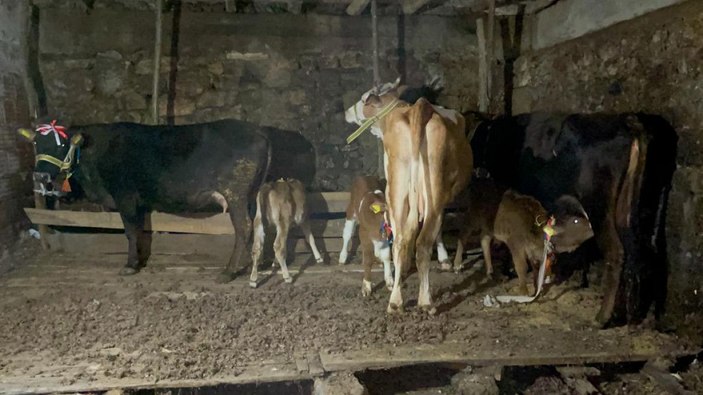 Heyelanda havyanlarını kaybeden çifte inek yardımı -5