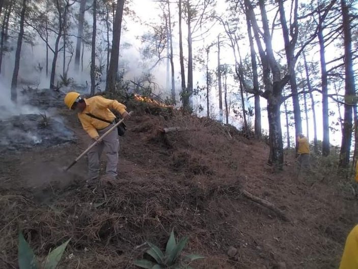 Meksika'da son 24 saatte 42 orman yangını