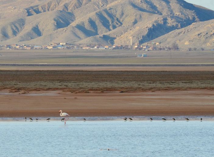 Tuz Gölü'nün misafirleri flamingolar gelmeye başladı -5