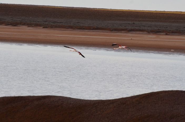 Tuz Gölü'nün misafirleri flamingolar gelmeye başladı -9