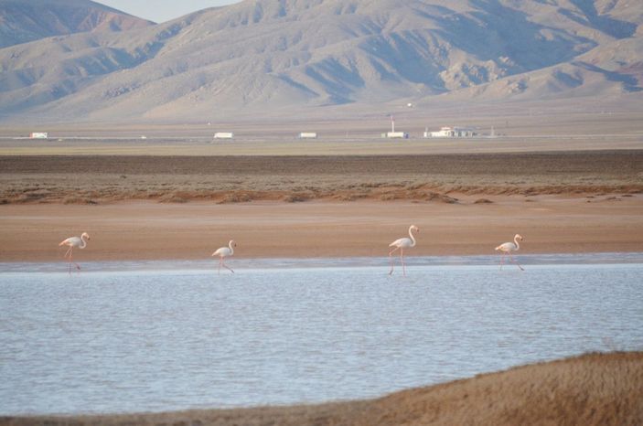 Tuz Gölü'nün misafirleri flamingolar gelmeye başladı -2