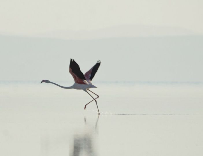 Tuz Gölü'nün misafirleri flamingolar gelmeye başladı -8